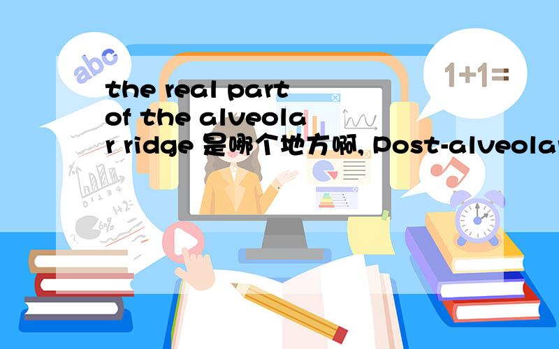 the real part of the alveolar ridge 是哪个地方啊, Post-alveolars的定义中提到,