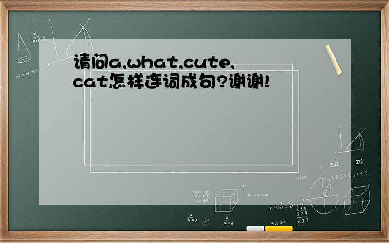 请问a,what,cute,cat怎样连词成句?谢谢!