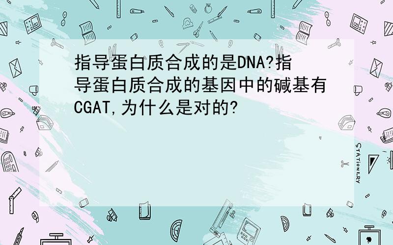 指导蛋白质合成的是DNA?指导蛋白质合成的基因中的碱基有CGAT,为什么是对的?