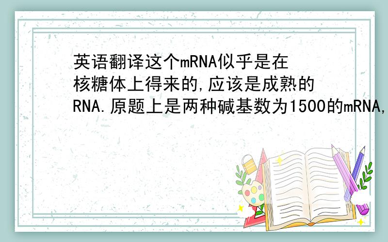 英语翻译这个mRNA似乎是在核糖体上得来的,应该是成熟的RNA.原题上是两种碱基数为1500的mRNA,但翻译的氨基酸数目不同...